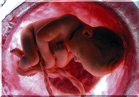 Baby in the amniotic sac